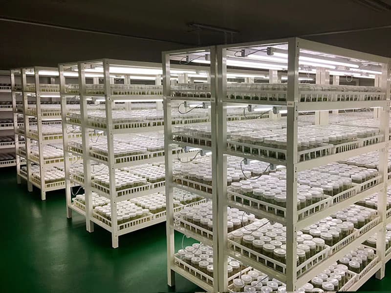 秋葵视频在线观看  秋葵视频在线观看架