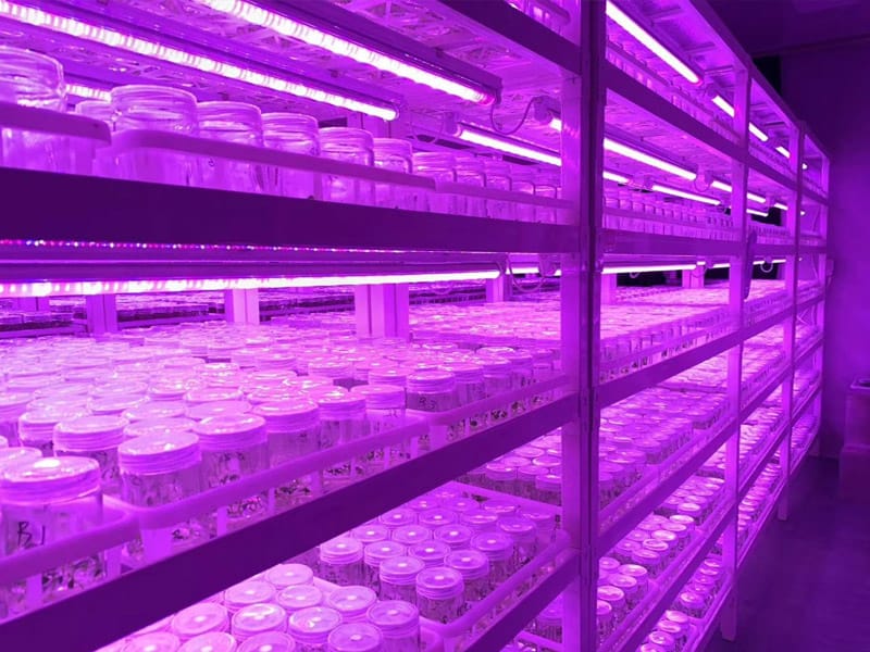 秋葵视频在线观看  秋葵视频在线观看架