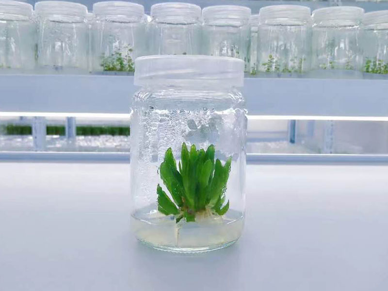 秋葵视频在线观看瓶