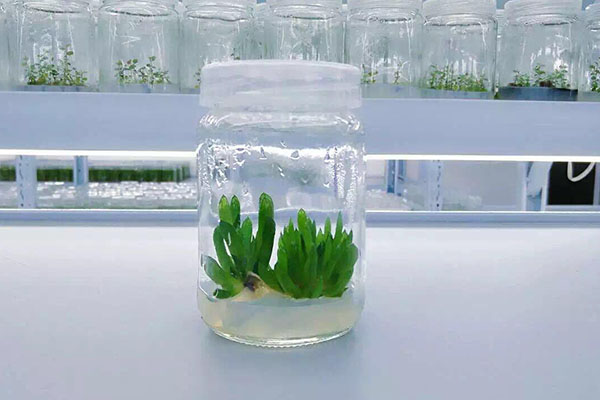 植物秋葵视频在线观看