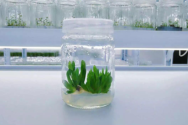 植物秋葵视频在线观看
