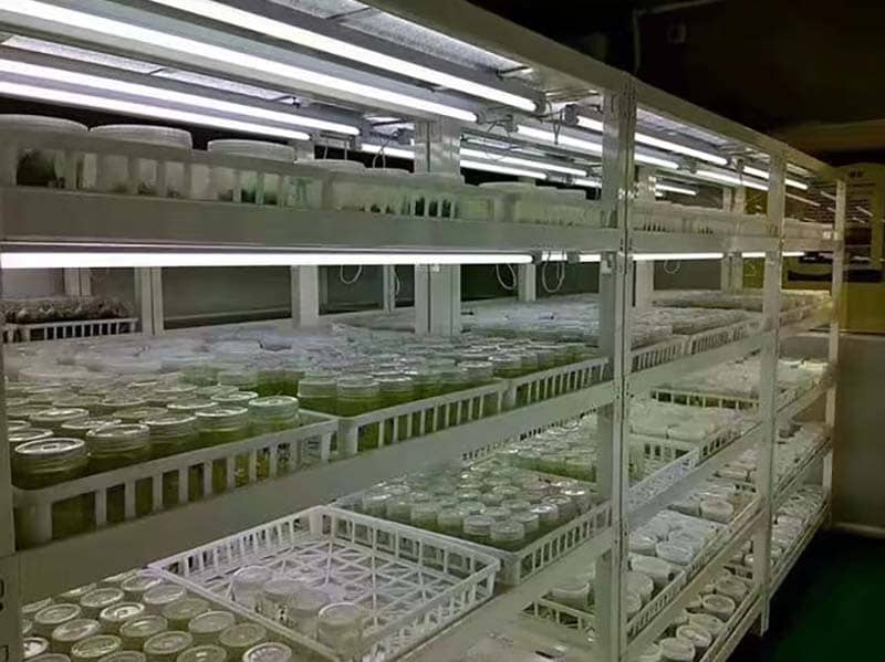 培養架、秋葵视频在线观看架、光照培養架
