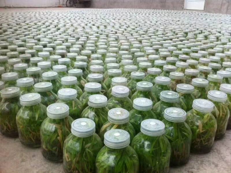 秋葵视频在线观看  秋葵视频在线观看瓶