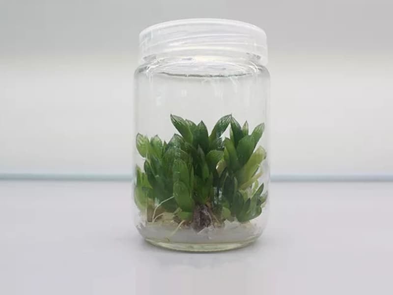 秋葵视频在线观看  秋葵视频在线观看瓶