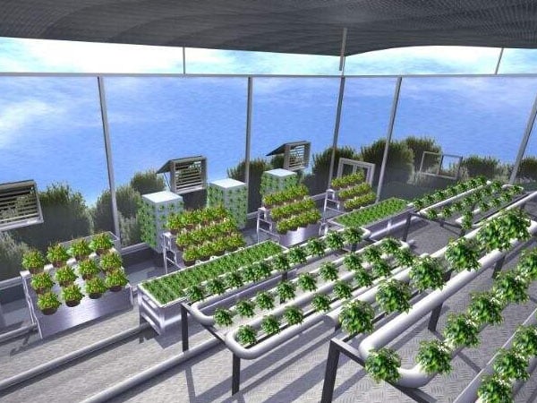 光照對於植物生長的影響——光合作用和光敏色素