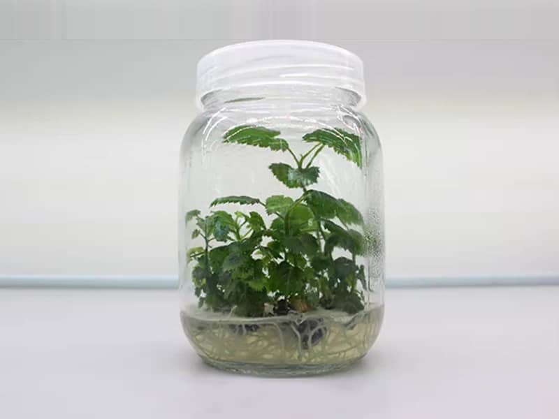 秋葵视频在线观看  秋葵视频在线观看瓶