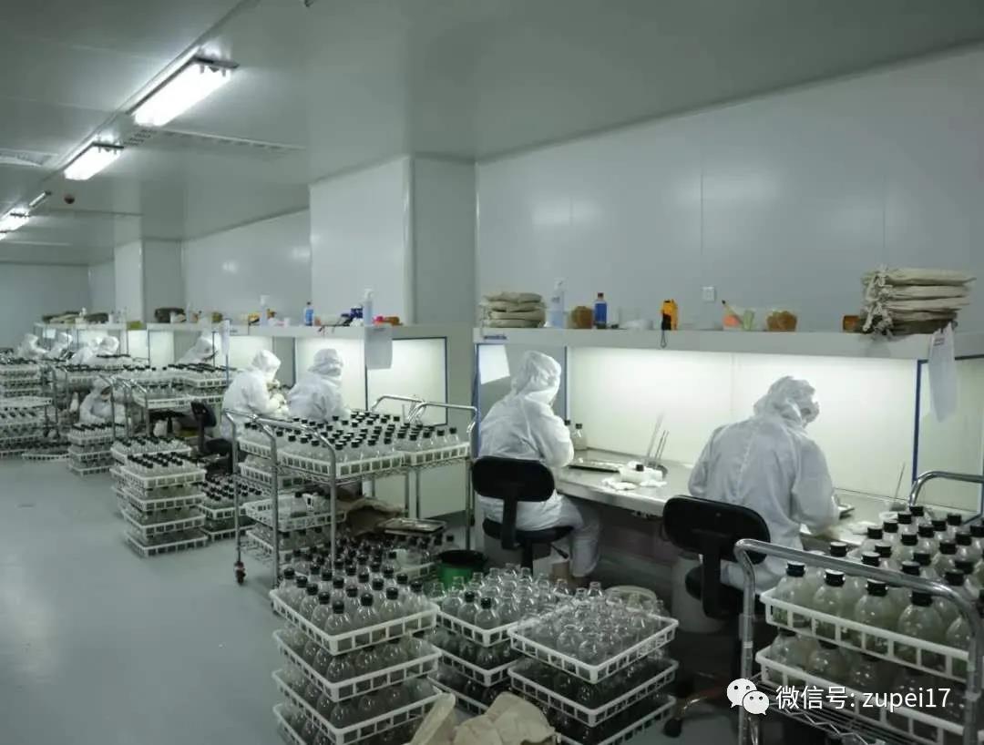 秋葵视频在线观看
