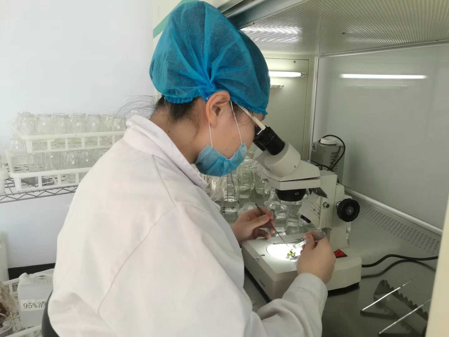 秋葵视频在线观看苗，秋葵视频在线观看，組織培養