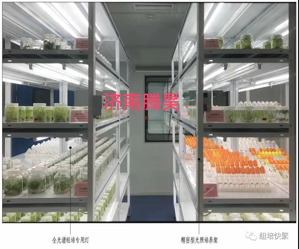組織培養，秋葵视频在线观看架，秋葵视频在线观看疑問